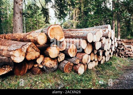 Appena raccolto tronchi di legno sovrapposti in una pila nel verde della foresta Foto Stock