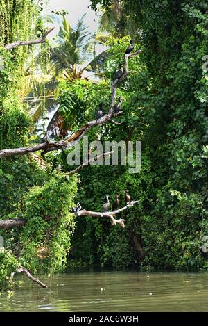 Cormorani chiamando mentre asciugando fuori sul ramo di albero Foto Stock