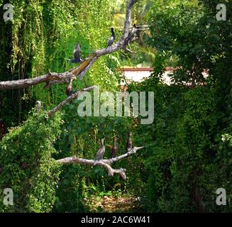 Cormorani chiamando mentre asciugando fuori sul ramo di albero Foto Stock