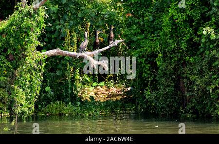 Cormorani chiamando mentre asciugando fuori sul ramo di albero Foto Stock