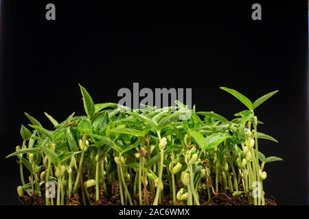 I germogli di leguminose. Fagioli Mung germogliatura Foto Stock