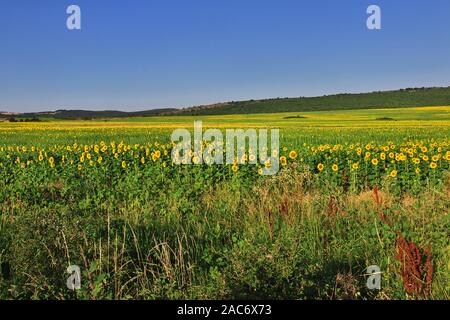 Campo di girasoli in Bulgaria Foto Stock