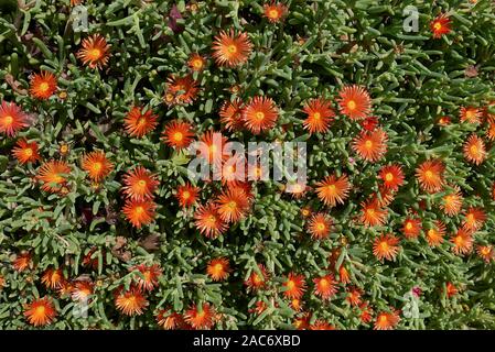 Fiori arancioni di Malephora crocea le piante succulente Foto Stock