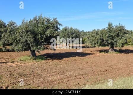 Oliveto a Sousse in Tunisia Foto Stock