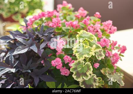 Close-up di piante in aiuola sulla strada di città, rosa begonia con decorativo piante decidue Foto Stock