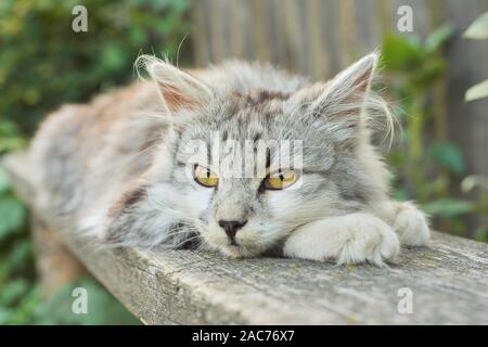 Bella soffice grigio Gatto sdraiato su un banco all'aperto, primo piano del volto di un sonno rilassato cat Foto Stock