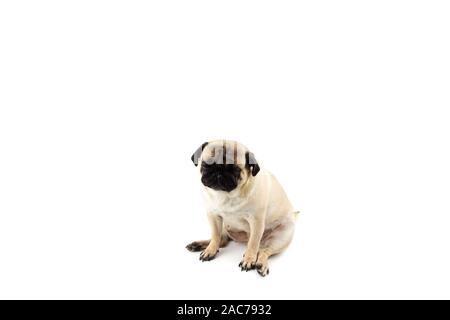 Carino pug dog cercando innocente. Molto triste cane isolato Foto Stock