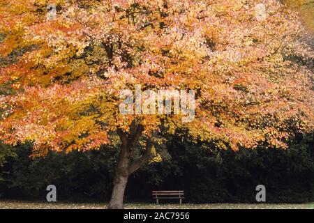 Baum und Parkbank mit Herbstlaub, Foto Stock