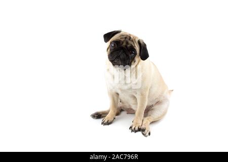 Carino pug dog cercando innocente. Molto triste cane isolato Foto Stock
