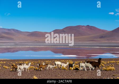 Laguna Colorada, Reserva de fauna Andina Eduardo Avaroa, Altiplano meridionale, Dipartimento Potosi, montagne delle Ande, Southwest Bolivia, America Latina Foto Stock