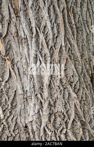 Corteccia di Frassino tree (Fraxinus da Dominique Braud/Dembinsky Foto Assoc Foto Stock