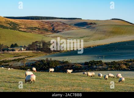 Gregge di pecore al pascolo in campo con il pupazzo di neve a colline, East Lothian, Scozia, Regno Unito Foto Stock