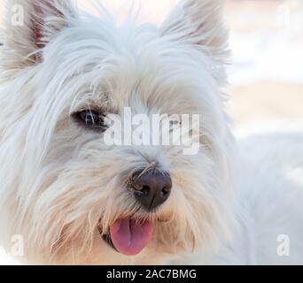Ritratto di un west highland terrier Foto Stock