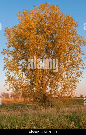 Pioppi neri americani orientale tree (Populus deltoides), autunno, Minnesota, USA, da Dominique Braud/Dembinsky Foto Assoc Foto Stock