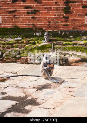 Grigio Langurs vicino a uno stupa nell'antica città di Anuradhapura Foto Stock