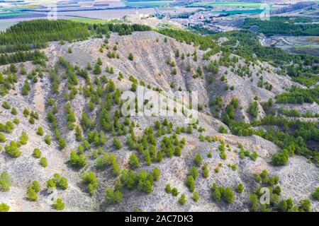 Alberi di pino in una area forestale. Foto Stock