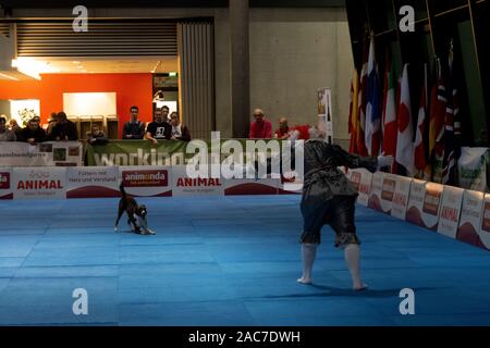 Impressioni del cane dance world cup 2019 in fiera autunno 2019 a Stuttgart Germania Foto Stock