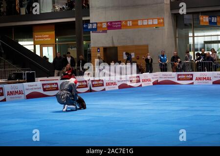 Impressioni del cane dance world cup 2019 in fiera autunno 2019 a Stuttgart Germania Foto Stock