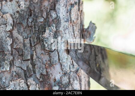 I bracci in acciaio. Gettare un coltello. Il coltello bloccato nella corteccia di un albero. Il coltello ha colpito il bersaglio Foto Stock