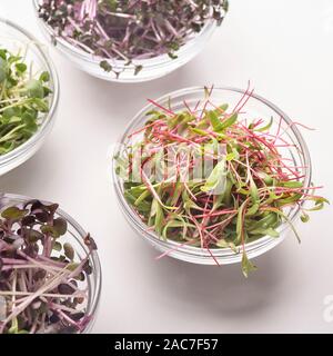 Close up di piccoli piatti con differenti tipi di microgreens Foto Stock