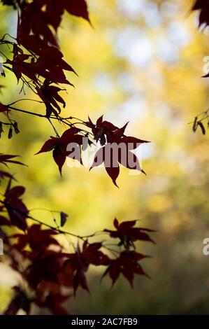 Acer Palmatum Osakazuki. Giapponese acero in autunno Foto Stock