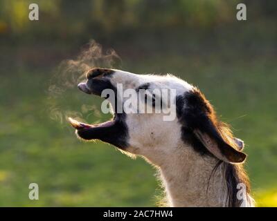 Llama domestico Lama glama sbadigli in condizioni di clima freddo Foto Stock