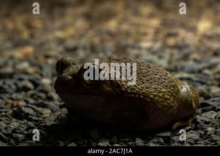 Un adulto di sesso maschile del lettino Spadefoot (Scaphiopus couchii) da concedere County, Nuovo Messico, Stati Uniti d'America. Foto Stock