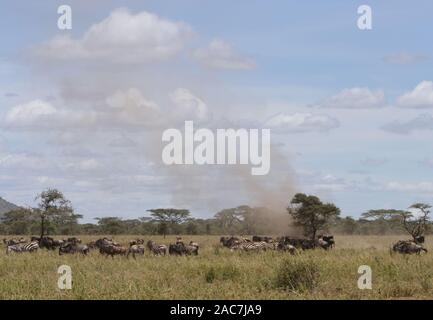 Una nube di polvere è montata dal vento sopra una mandria mista di pianure zebra (Equus quagga, ex Equus burchellii) e blu di una villa Foto Stock