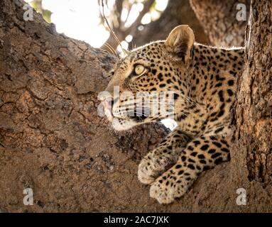 Leopard su l'albero guardando per prede Foto Stock