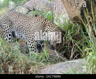 Una femmina di leopard (Panthera pardus) invita i suoi due giovanissimi lupetti, occhi ancora blu, dal loro den. Parco Nazionale del Serengeti, Tanzania. Foto Stock