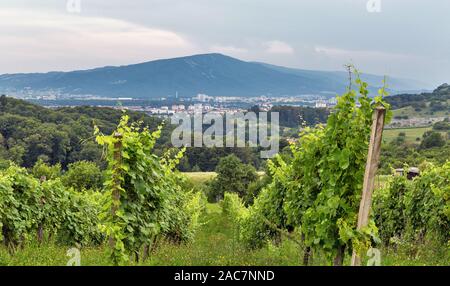 Estate paesaggio rurale con vigneti. Malecnik vicino a Maribor, Slovenia. Foto Stock