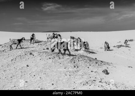 Visualizzazione bianco e nero di un gruppo di tipici capre pascolano sulle famose dune di Corralejo, Fuerteventura, Isole Canarie, Spagna Foto Stock