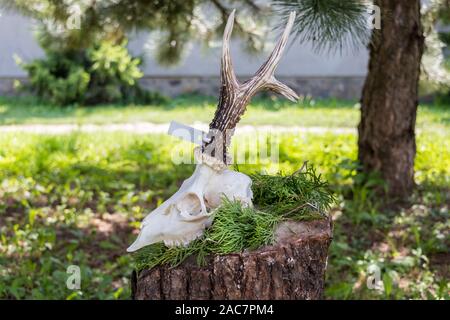 Cranio di cervo con corna sul tronco di albero Foto Stock