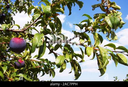 Susine mature sul ramo in Orchard Foto Stock