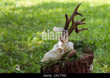 Vista dettagliata del cervo profilo del cranio Foto Stock