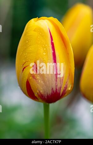 Ripresa macro del fiore di un tulipano (Tulipa) con gocce di acqua appesa su di esso. Foto Stock