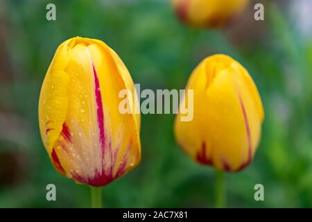 Ripresa macro del fiore di un tulipano (Tulipa) con gocce di acqua appesa su di esso. Foto Stock