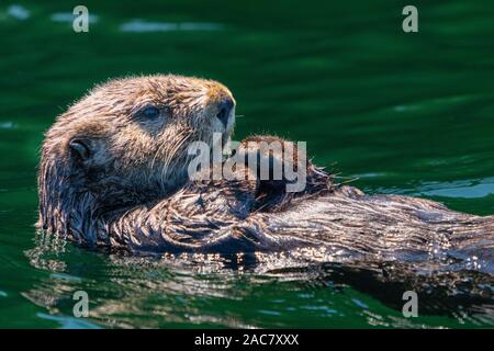 Sea Otter off la northwestern Vancouver Island a riva, Cape Scott, British Columbia, Canada. Foto Stock