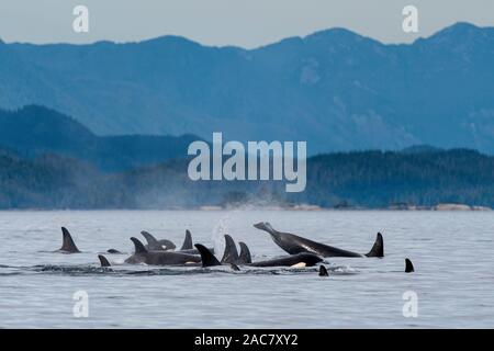 Famiglia mista di pods di northern residenti balene killer (Orcinus orca) con la British Columbia Montagne Costiere in background, vicino a Broughton Foto Stock
