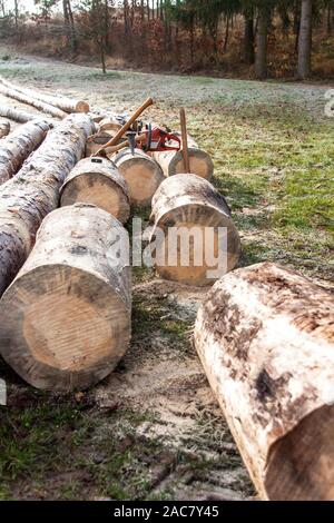 Il taglio di legna per il riscaldamento. Lavoro in foresta. Tronchi di pini sul prato. Preparazione per l'inverno. Foto Stock