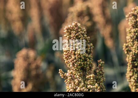 Sorghum bicolor raccolto in campo vicino. Questo impianto è cresciuto per gli alimenti per animali, la produzione di bevande alcoliche e di biocarburante Foto Stock