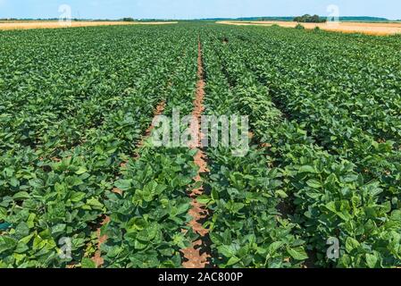 Soia (Glycine max) campo coltivato in prospettiva in diminuzione Foto Stock