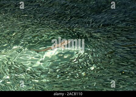 Un bambino con punta nera reef shark cacce in una secca di pesce, nei fondali bassi di Meeru nelle Maldive Foto Stock