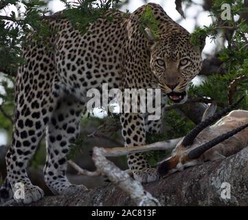 Un leopard (Panthera pardus) in una struttura ad albero con un Thomson gazelle (Eudorcas thomsonii) che ha ucciso e portato verso l'albero. Serengeti Nationa Foto Stock