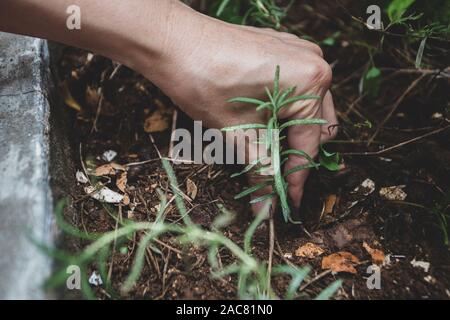 Close-up di mano di una donna piantagione di rosmarino organico nel cortile piantatrice di calcestruzzo Foto Stock