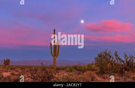 Vibrante il cielo al tramonto con un assolo di cactus Saguaro e luna crescente nella parte Nord di Scottsdale, AZ. Foto Stock