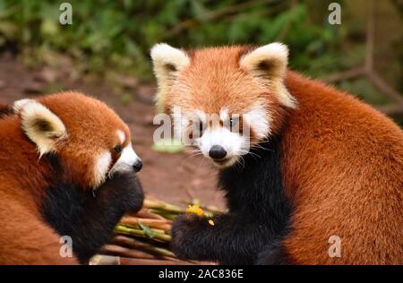 Carino panda rosso ritratto di mangiare a Chengdu Sichuan, Cina Foto Stock