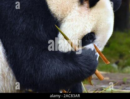 Panda munching su germogli di bambù Foto Stock