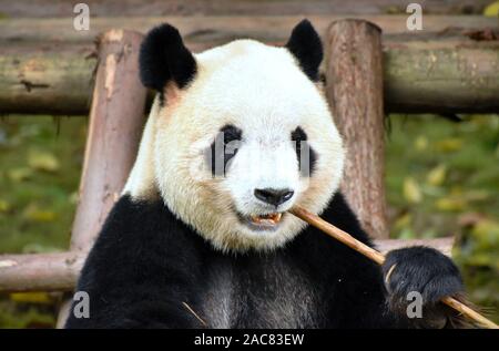 Orso Panda munching su bambù, vicino la faccia anteriore verticale Foto Stock