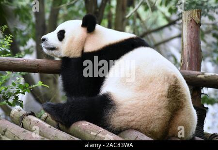 Stanco orso panda sonnecchiare Foto Stock